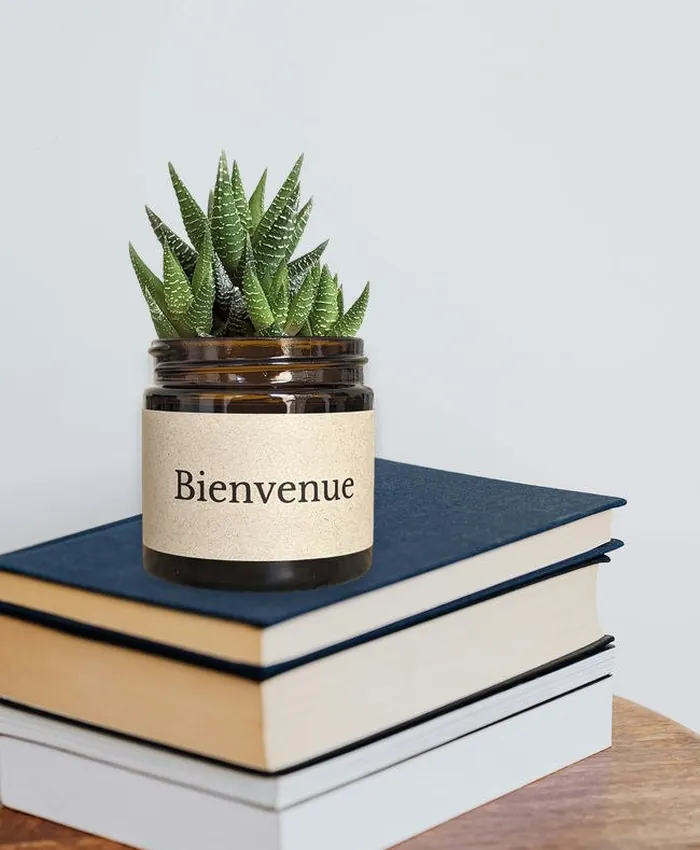 Créations végétales et pots de succulentes
